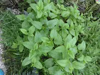 garten und mehr 022.webp