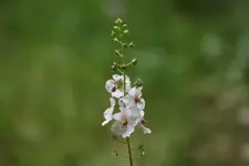 033.webp