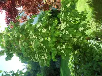 SAM_1099.webp