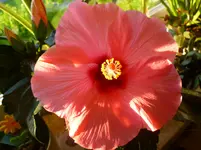 P1060261.webp