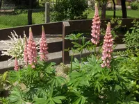 HPIM9622.webp