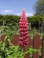 HPIM9638.webp