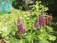 HPIM9643.webp
