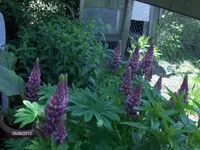 HPIM9644.webp