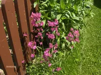 HPIM9641.webp