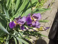 HPIM9625.webp