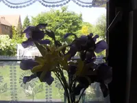 HPIM9626.webp