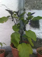 IMAG1069.webp