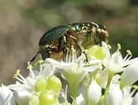 Rosenkäfer 4.webp