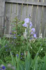 Blaues Beet Juni 2013  2.webp