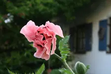 rosa Mohn 2 Juni 2013.webp