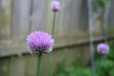 Schnittlauch  Juni 2013.webp