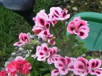 034.webp