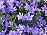032.webp