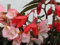 040.webp