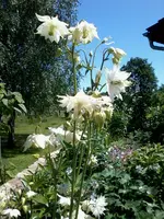 AkeleiWeiß6_6_13.webp
