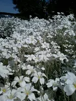 HornkrautI6_6_13.webp