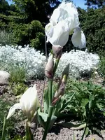 IrisBarbataEliator6_6_13.webp