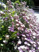 SeifenkrautI6_6_13.webp