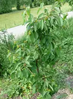 Obstbäume verlauster Kirschbaum.webp