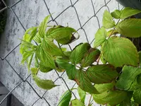 20130607_085806 (Large).webp