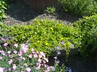 pfennigkraut.webp