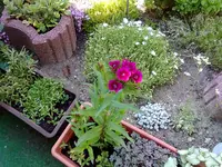 phlox.webp