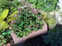 prunella pink.webp