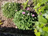 reiherschnäbelchen erodium reichardii.webp