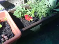 rotes fingerkraut.webp