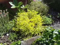 sedum sarmentosum.webp