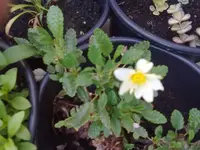 silberwurzblüte.webp