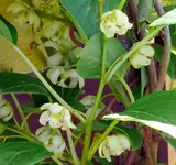 Kiwi Blüte.webp