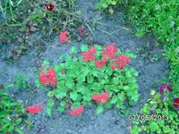 Blüten.webp
