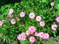 Gartennelke.webp