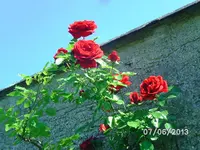 Rose.webp