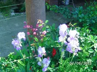 Schwertlilie (2).webp