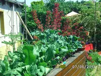 Hochbeet.webp