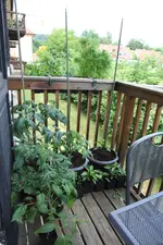 tomaten_100.webp