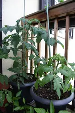 tomaten_101.webp