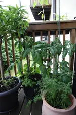 tomaten_102.webp