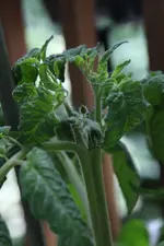 tomaten_103.webp