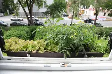 tomaten_104.webp