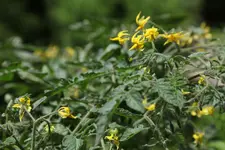 tomaten_105.webp