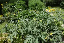 tomaten_106.webp