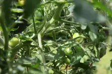 tomaten_107.webp
