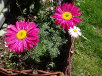 Margarite.webp