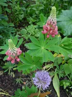 Lupine.webp