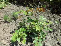 SAM_1105.webp