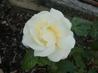 CIMG5467.webp